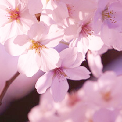璃桜 占い師